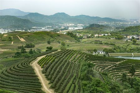 金龙鱼是哪个国家的品牌：金龙鱼品牌在中国大陆市场享有很高的知名度和美誉度 水族问答 第2张