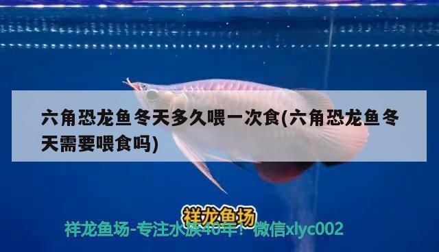 冬天六角恐龙鱼不吃东西怎么办：六角恐龙鱼不吃东西是怎么回事 龙鱼百科 第3张