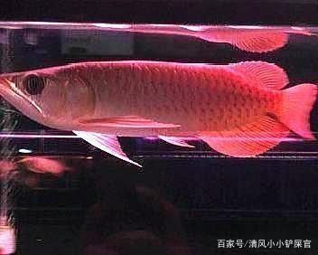 龙鱼都喂什么食物长得快：第28届中国国际宠物水族展览会5.74k2祥龙鱼场介绍 龙鱼百科 第6张