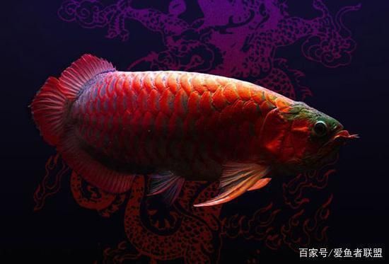 龙鱼的品相怎么衡量：第28届中国国际宠物水族展览会龙鱼不吃食的原因 龙鱼百科 第4张