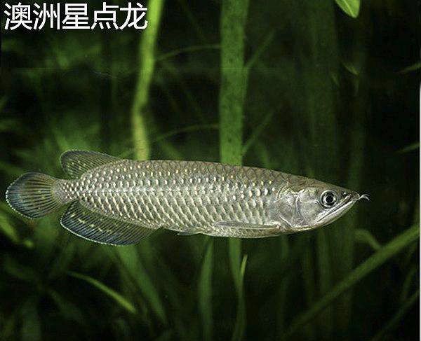 星点龙鱼适宜的水族箱布局：星点龙鱼适宜的水族箱布局对于健康和良好状态至关重要 龙鱼百科 第2张