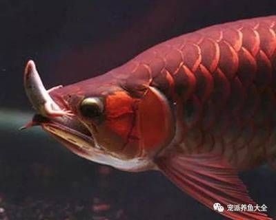 给龙鱼吃什么最好：第28届中国国际宠物水族展览会cips)2024长城宠物展