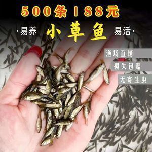 龙鱼 头洞：关于龙鱼喂食的一些建议 龙鱼百科 第7张