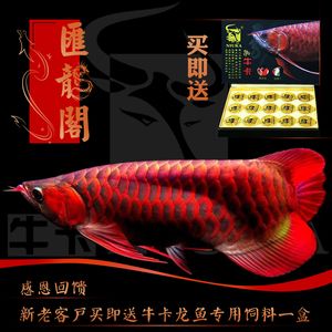 龙鱼忽然撞缸：龙鱼撞缸事件的原因及处理方法 龙鱼百科 第2张