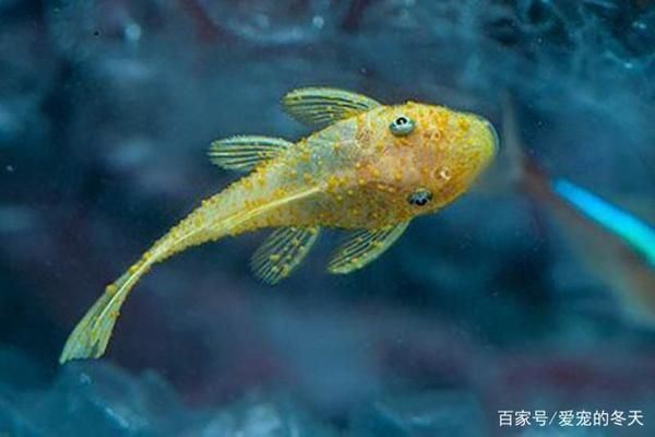 金龙鱼是什么价格的 水族问答 第2张