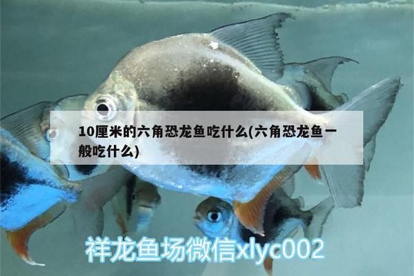 龙鱼翻了还能恢复吗：第28届中国国际宠物水族展览会cips)祥龙鱼翻车 龙鱼百科 第10张