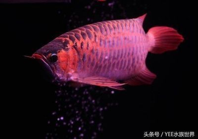 龙鱼多长时间喂食一次：第28届中国国际宠物水族展览会cips(龙鱼喂食饲料 龙鱼百科 第5张