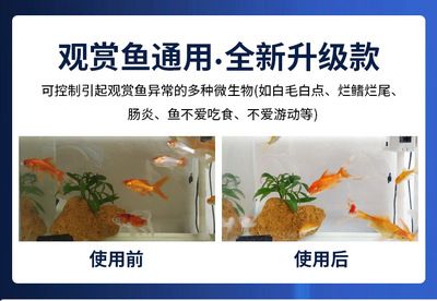 龙鱼白色：白色龙鱼品种各有特色，龙鱼白毛与寄生虫关系如何治疗 龙鱼百科 第14张