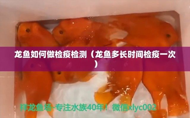 龙鱼缸多少度最合适养鱼：-龙鱼定期检疫的方法-龙鱼定期检疫方法 龙鱼百科 第13张