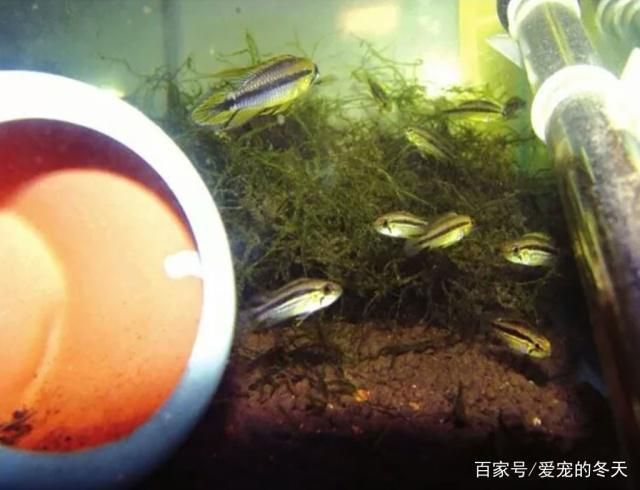 金龙鱼是外资控制的吗：外资控制下的金龙鱼 水族问答 第1张