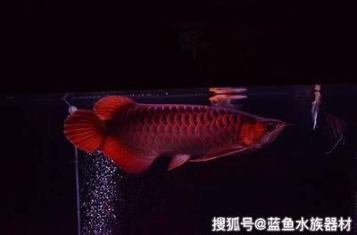 才买的龙鱼什么时候喂食：第28届中国国际宠物水族展览会cips)龙鱼喂食时间 龙鱼百科 第1张