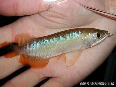 才买的龙鱼什么时候喂食：第28届中国国际宠物水族展览会cips)龙鱼喂食时间 龙鱼百科 第3张