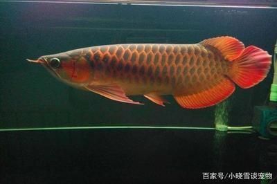 才买的龙鱼什么时候喂食：第28届中国国际宠物水族展览会cips)龙鱼喂食时间 龙鱼百科 第13张