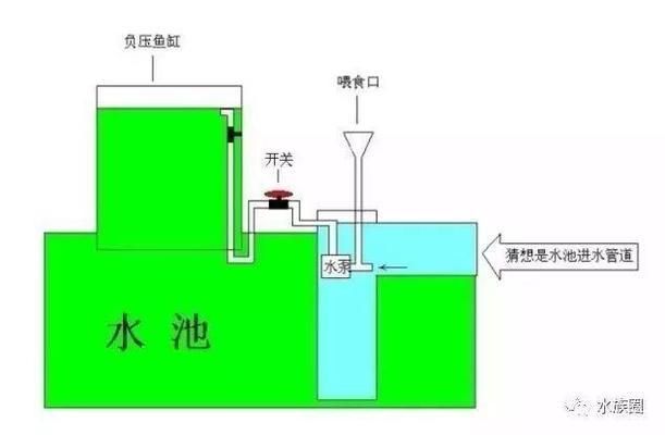 龙鱼多久可以繁殖：龙鱼的繁殖周期 龙鱼百科 第11张