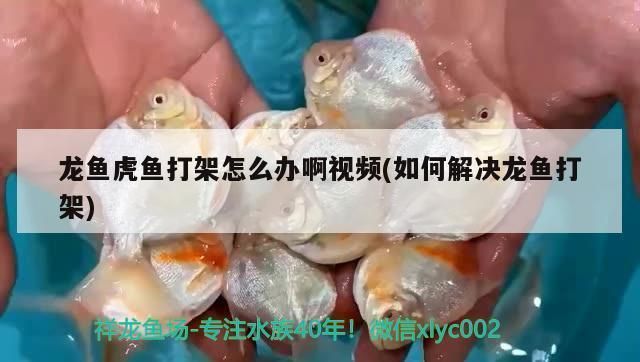 龙鱼翻鳃剪掉多久长出来：如何防止龙鱼打架 龙鱼百科 第3张