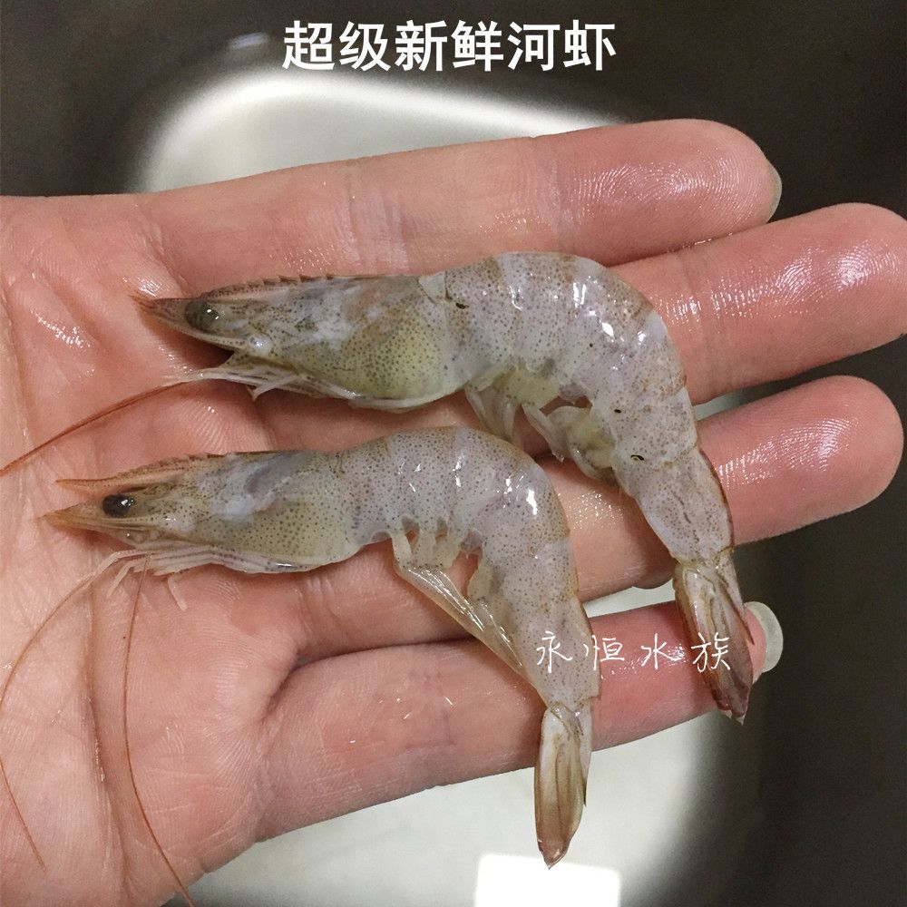 龙鱼的嘴撞伤了会死吗：龙鱼吃海虾对龙鱼的影响