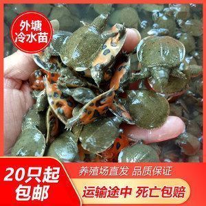 龙鱼的鱼缸：龙鱼吃小鱼多久能消化完毕，龙鱼吃小鱼多久能消化掉 龙鱼百科 第5张