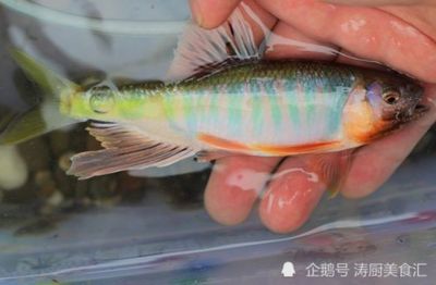 金龙鱼适合多少度水温：金龙鱼在冬天应该如何调整水温， 水族问答 第2张