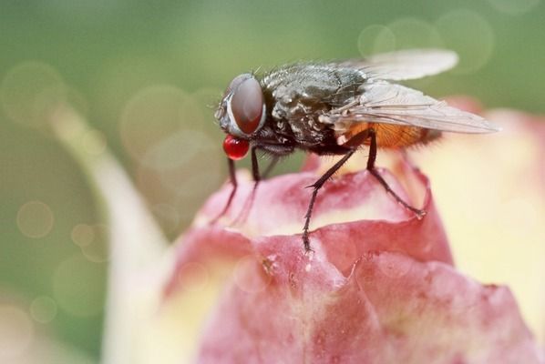 龙鱼缸多宽最好看：关于龙鱼受伤期间的喂食问题 龙鱼百科 第7张