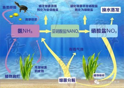 金龙鱼适合用什么背景：如何为金龙鱼挑选背景 水族问答 第2张