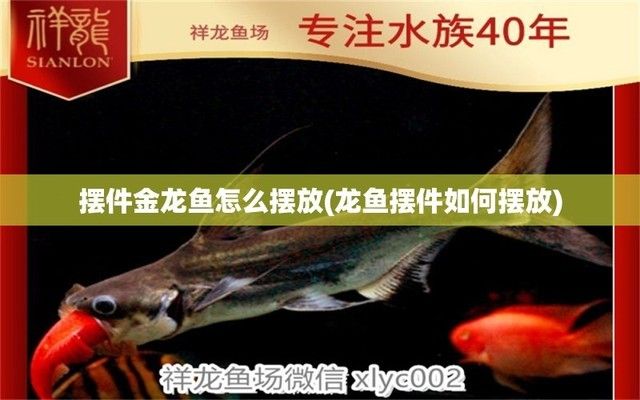 龙鱼背部立鳞：金龙鱼摆件如何摆放 龙鱼百科 第7张