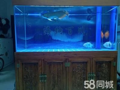 金龙鱼在鱼缸底下趴着不动了：金龙鱼在鱼缸底部不动为什么会死亡龙鱼在鱼缸底部不动 龙鱼百科 第5张