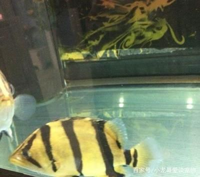 龙鱼感染寄生虫怎么办：龙鱼感染寄生虫感染寄生虫感染寄生虫 龙鱼百科 第4张