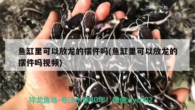 龙鱼35度水温行不？：龙鱼最佳水温范围大致为24~28度龙鱼最佳水温范围 龙鱼百科 第4张