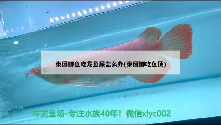 龙鱼的鱼鳞掉了还能长吗：泰国鲫鱼吃鱼屎怎么办 龙鱼百科 第1张