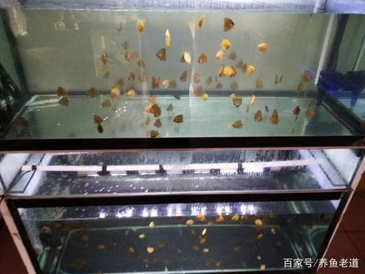 金龙鱼手绘：关于金鱼的详细疑问句 水族问答