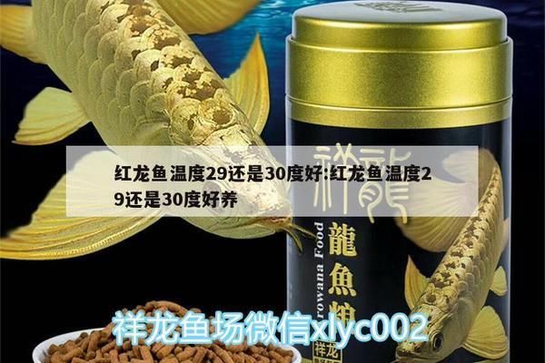 龙鱼31度水温：红龙鱼水温29还是30度好养 龙鱼百科 第6张