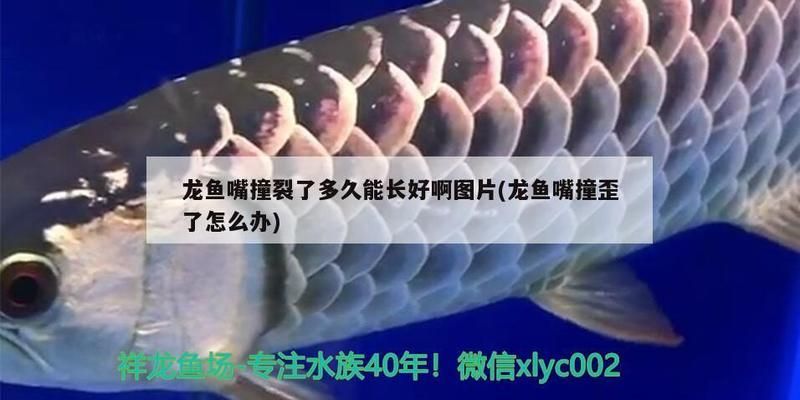 龙鱼把嘴撞坏了怎么办：龙鱼嘴撞坏了怎么办 龙鱼百科 第1张