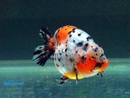 金龙鱼属于什么鱼种类：金龙鱼分类解析 水族问答 第1张