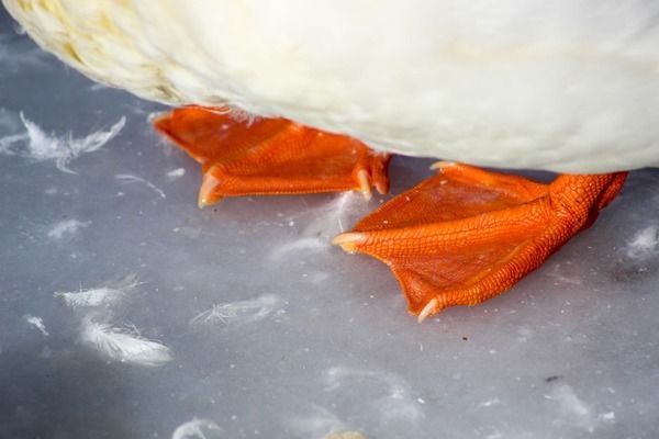 龙鱼多久检疫驱虫一次：仟湖集团的龙鱼饲料什么牌子好养鱼老道(仟湖集团的龙鱼饲料 龙鱼百科 第2张