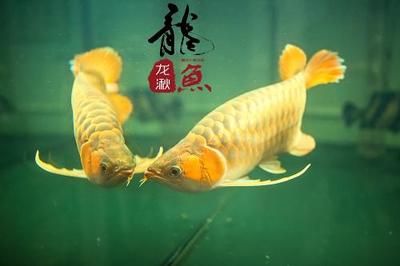 龙鱼的养护与鉴赏作文怎么写：第28届中国国际宠物水族展览会5.91k2祥龙鱼 龙鱼百科 第4张