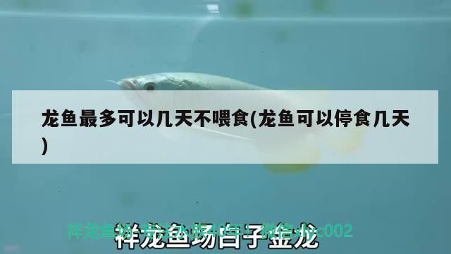 红龙鱼不喂食能活多久：红龙鱼可以多久不吃东西？ 龙鱼百科 第9张