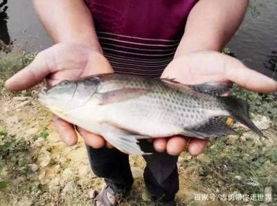 龙鱼活食如何消毒杀菌：龙鱼活食的消毒杀菌方法 龙鱼百科 第2张