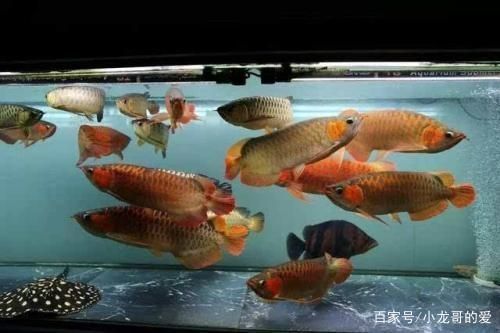 龙鱼20度水温：浅谈龙鱼的繁殖方法以及育苗要点 龙鱼百科 第4张