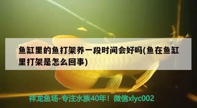 龙鱼翻鳃如何治疗：两条金龙混养打架一般打多久 龙鱼百科 第4张