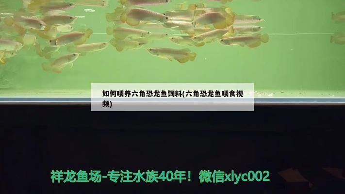 六角恐龙鱼食物链：六角恐龙鱼吃什么，六角恐龙鱼吃什么食物，六角恐龙鱼的喂食方法 龙鱼百科 第2张