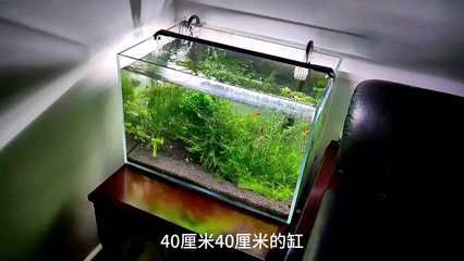 金龙鱼体型标准是什么意思：如何判断金龙鱼是否达到标准体型？ 水族问答 第1张