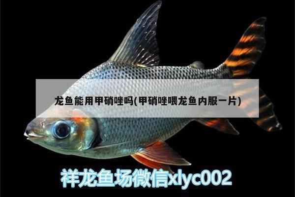 甲硝唑治疗龙鱼内寄吗：甲硝唑可以治疗龙鱼内寄吗 龙鱼百科 第7张