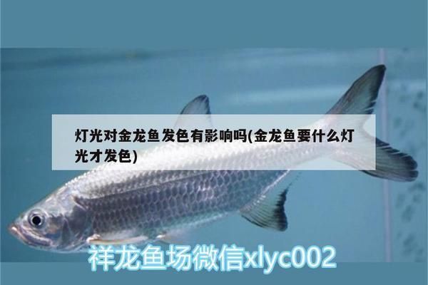 金龙鱼不用灯照行吗：2024全年最适合进新房吉日一览表 龙鱼百科 第2张