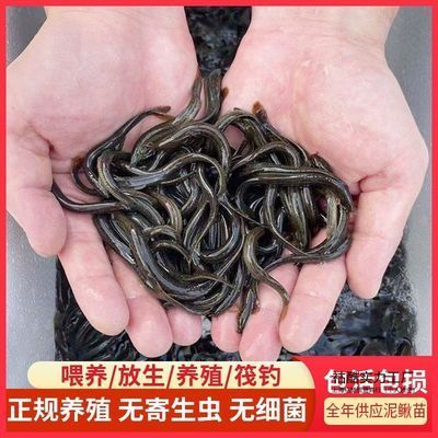 红龙鱼箭虫：红龙鱼箭虫与箭虫的区别图片),红龙鱼箭虫与箭虫的区别 龙鱼百科 第8张