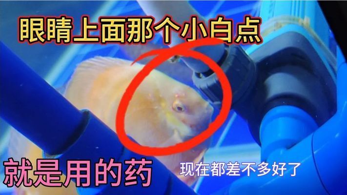 甲硝唑治疗龙鱼头洞病：甲硝唑可以治疗龙鱼头洞病吗 龙鱼百科 第1张