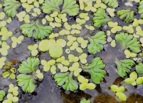 鱼缸共生植物：几种常见的鱼缸共生植物 鱼缸百科 第3张