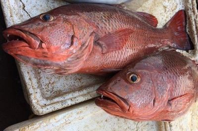 红龙鱼背上鳞片生黑点：红龙鱼背上的鳞片出现黑点可能是由于多种因素引起的 红龙鱼百科 第5张