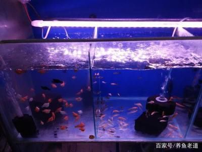 金龙鱼图解：关于金龙鱼图解的几个疑问 水族问答 第2张