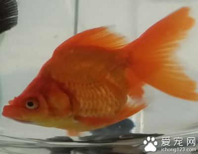 常见观赏鱼饲料比较：如何判断观赏鱼饲料质量，观赏鱼饲料品牌推荐，自制观赏鱼饲料方法 龙鱼百科 第4张