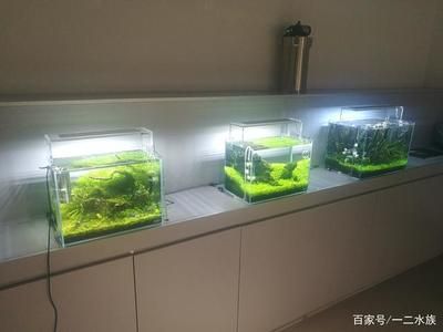 高端鱼缸造景图片欣赏：高端鱼缸造景图片欣赏展现了精致和艺术的设计理念 鱼缸百科 第5张